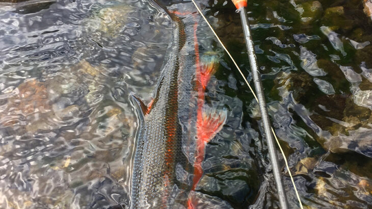 鯉のぼりの泳ぐ川にて