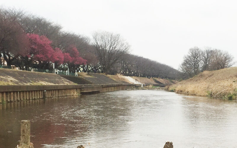 紅梅咲くY川