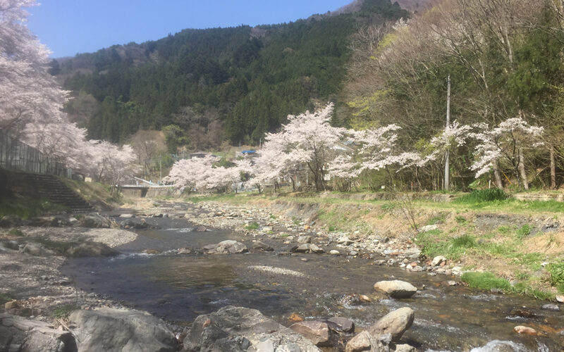 桜ヤマメ