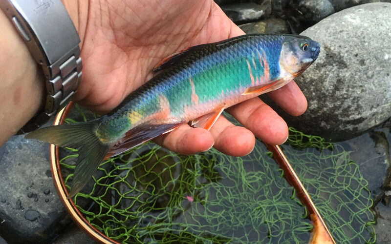 黄昏時の極夏オイカワ