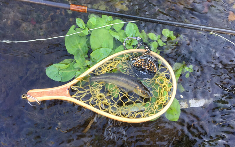 2017 正月7日新春の釣り in Ku川 その2