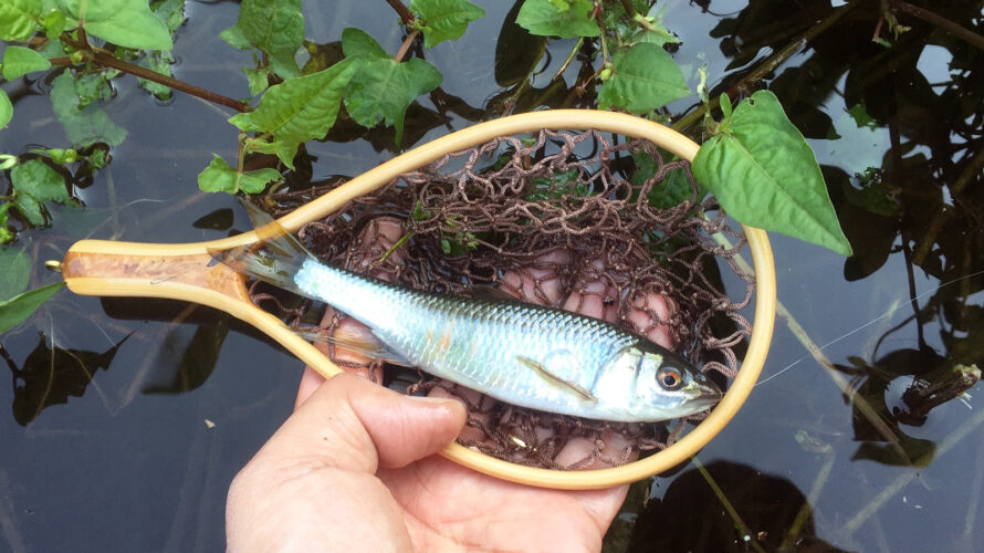 この時期に絶好釣！？ in Ku川