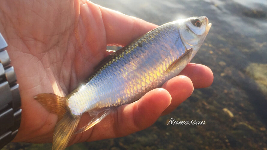 新春の釣り④ 早々のオイカワ151