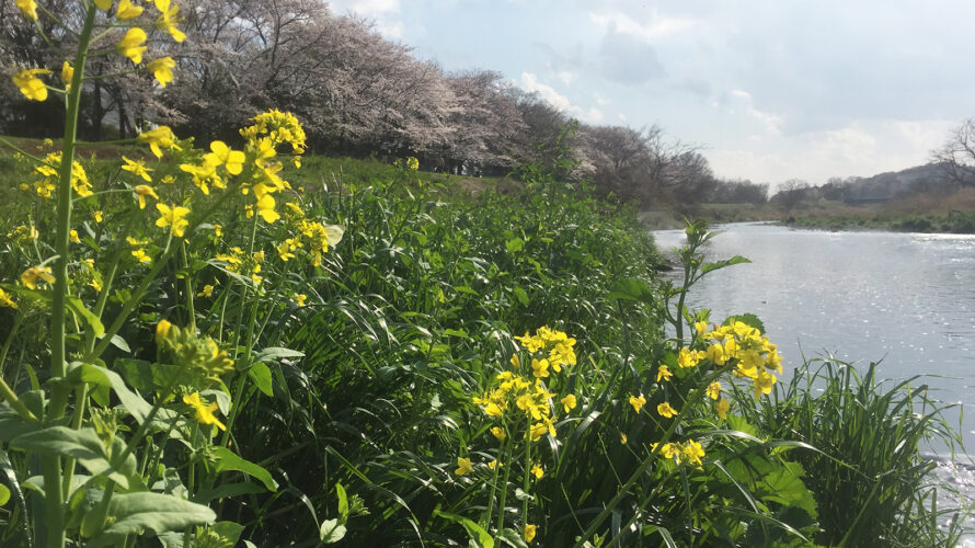 春爛漫のHome river