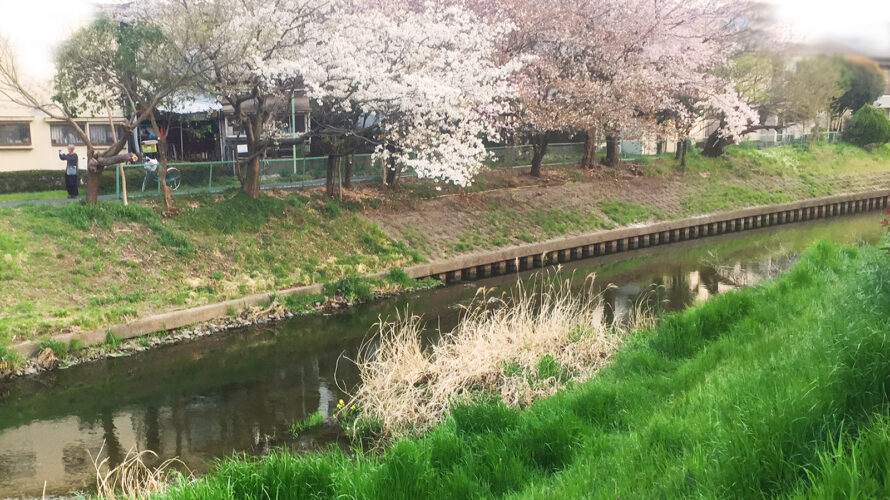 桜満開の下で