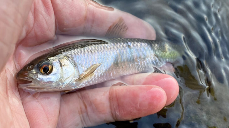 Ku川沿い散歩・釣り