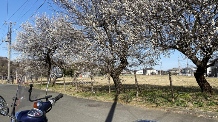 梅がもうすぐ満開、でまたもウグイ