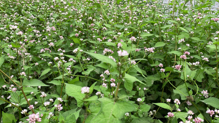 ミゾソバの花咲く川