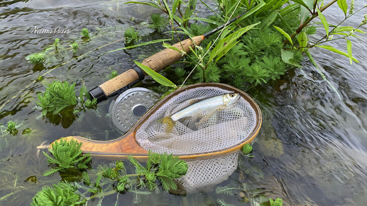 雨上がりオイカワ