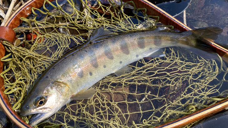 2026シーズン解禁