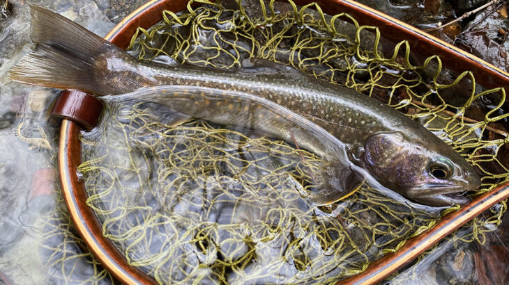 マッチング ザ ステージ オブ ハッチ