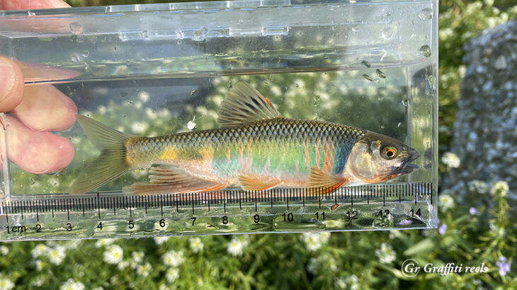 オイカワ徐々に上向き、夏色登場