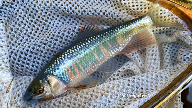 好釣夏色