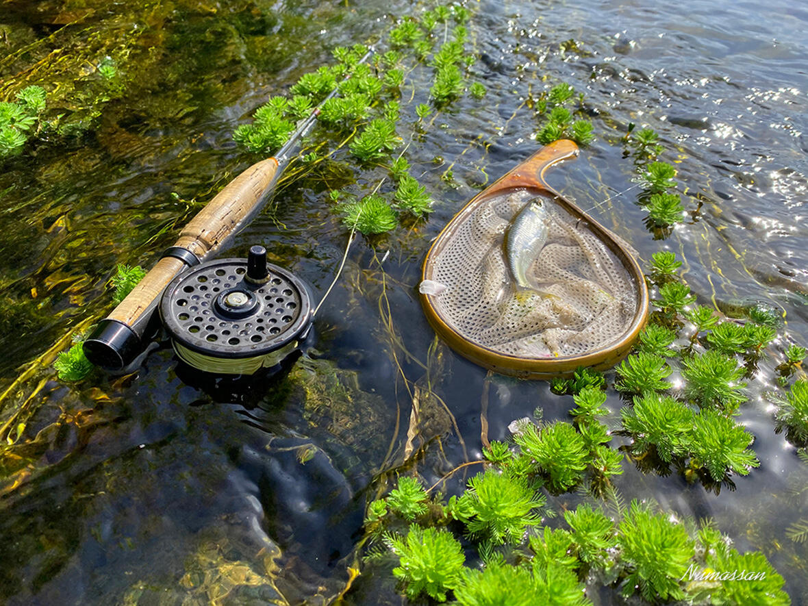 「春のオイカワ釣り」の写真