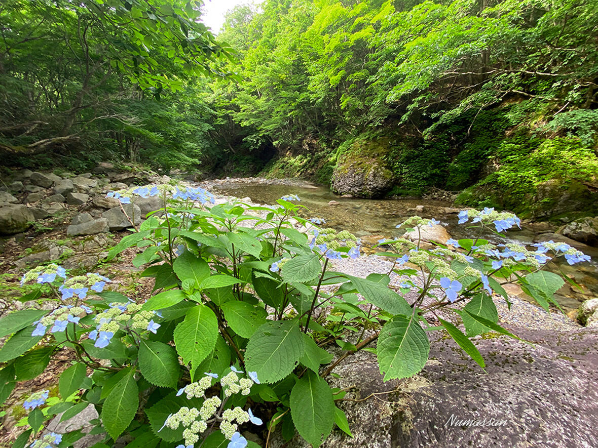 「ひっそり咲く額紫陽花」の写真