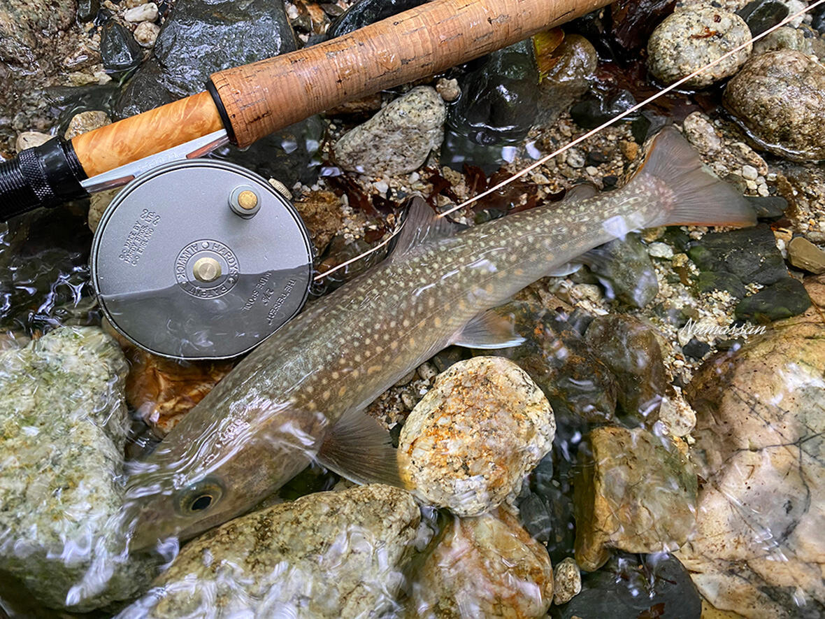 「美しい渓で釣ったイワナ」の写真