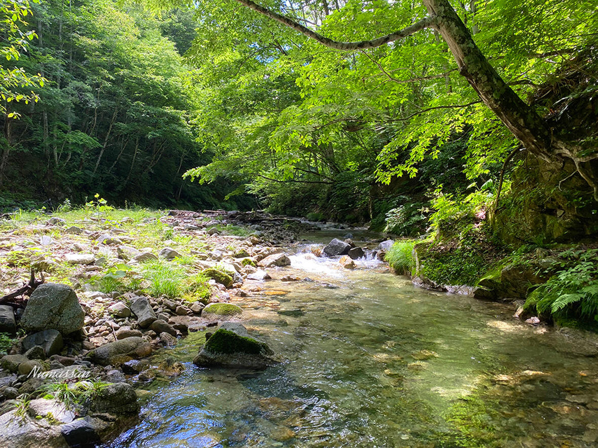 「木洩れ日の川」の写真